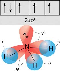 Nh3 Hybridization Hybrid Orbitals For Nh3 Ammonia You - vrogue.co