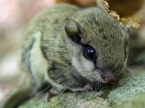 13 Interesting Facts About Flying Squirrels