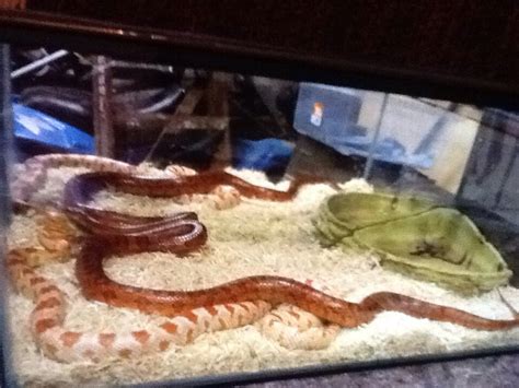 SW England Breeding pair of corn snake - Reptile Forums