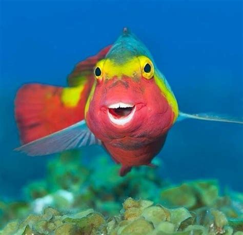 Pin de Lianna Burrows en Marine Science | Peces de colores, Animales únicos, Hermoso pez