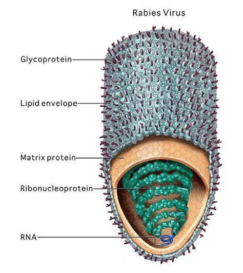 El Mundo de la Innovación: Virus de la Rabia (Rabies lyssavirus)