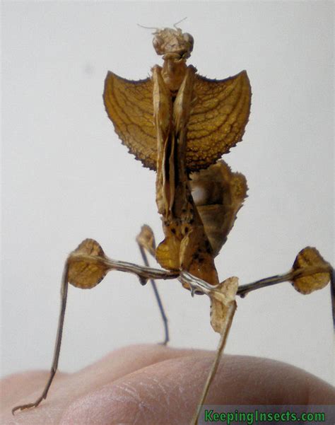 Praying mantis species | Keeping Insects