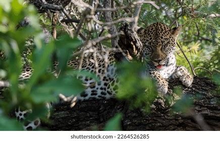 1,468 Leopard Sleeping Tree Images, Stock Photos & Vectors | Shutterstock