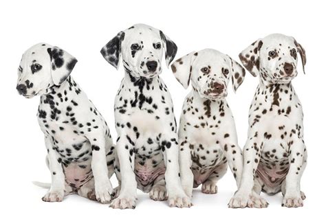 Are Dalmations Good Dogs To Have