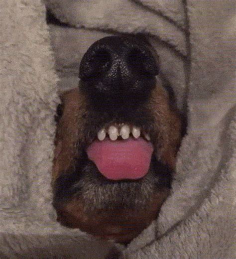 This Online Community Shares The Silliest Dog Photos Where Their Teeth Are Visible In A Funny ...