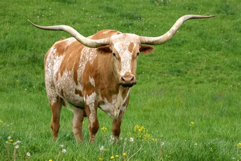 Texas Longhorn Cattle Photos