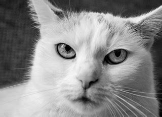 Grumpy Cat | Norbert Eder | Flickr