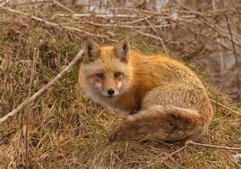 Magnifique renard