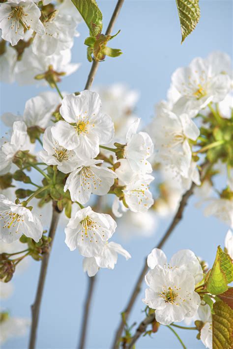 White Flowering Trees