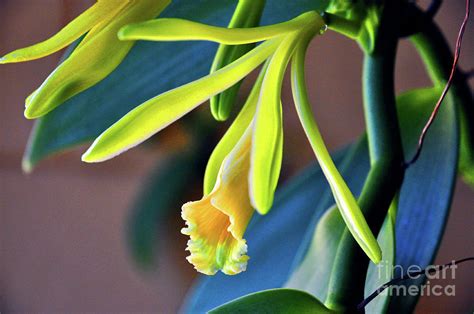 Vanilla bean Orchid flower Photograph by Davids Digits - Fine Art America