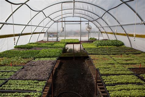 Bringing the Farm to the City - Stories - Vassar College