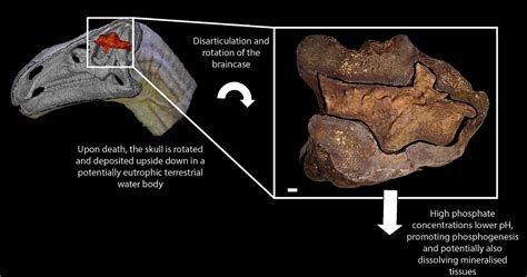 This is the first dinosaur brain fossil ever found