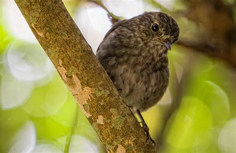 Nature and conservation: Kapiti Island Nature Reserve