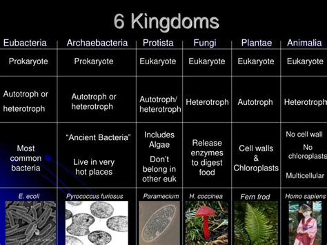 PPT - Classification/Taxonomy PowerPoint Presentation - ID:4241080