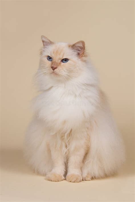 Cream Point Ragdoll Cat Sitting on a Matching Background Stock Photo ...