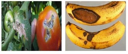 Effect of Physical Damage on Food Spoilage | Learn Microbiology