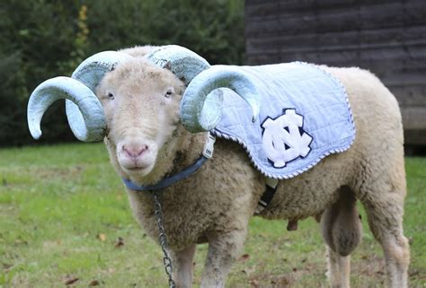 UNC's mascot Rameses is a new father to twins