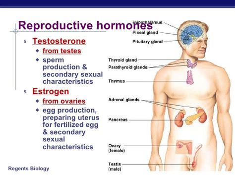 Hormones & Reproduction