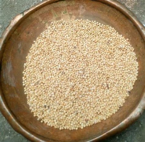 White Jowar, Whole Grains, Gluten Free at ₹ 40/kg in Latur | ID ...