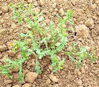 Herbs-Treat and Taste: GROUNDSEL- NOT JUST FOR BIRDS! HISTORY, HEALTH ...