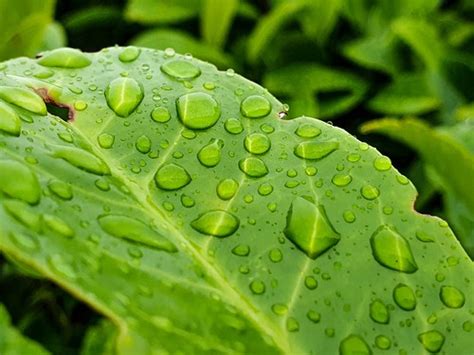 Rain leaf | Leaf with water droplets | Steven Zolneczko | Flickr