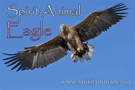 Eagle Spirit Animal – Meaning and Symbolism - Spirit Animals