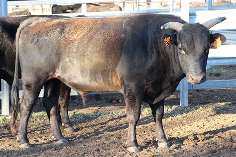 Wagyu Cattle For Sale - Pinnacle Wagyu, Roma Queensland, Australia