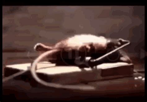 Muscle Rat GIF - Muscle Rat Workout - Discover & Share GIFs