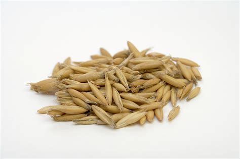 Oat Seeds (avena Sativa) Photograph by Science Stock Photography ...