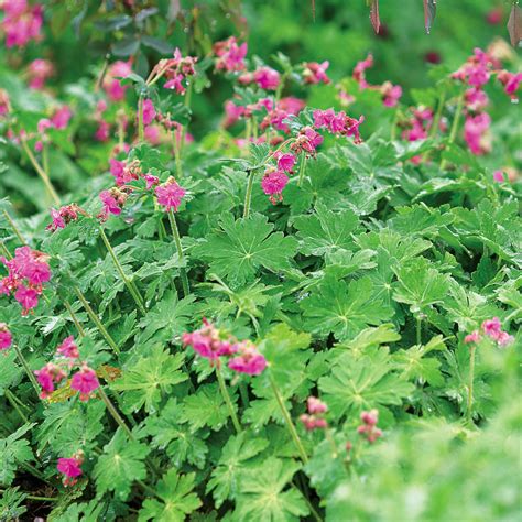 How to Grow and Care for Perennial Geranium