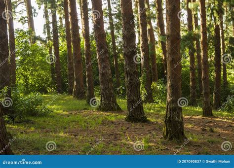 Pine Tree Forest during Sunrise in Ooty Stock Image - Image of ...