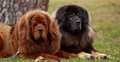 Tibetan Mastiff Animal Pictures | A-Z Animals