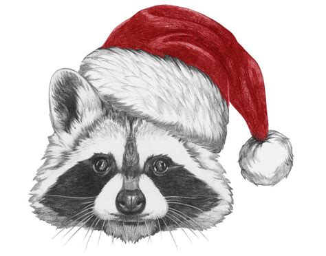 Portrait of Raccoon with Santa Hat, Hand-drawn Illustration Stock Illustration - Illustration of ...