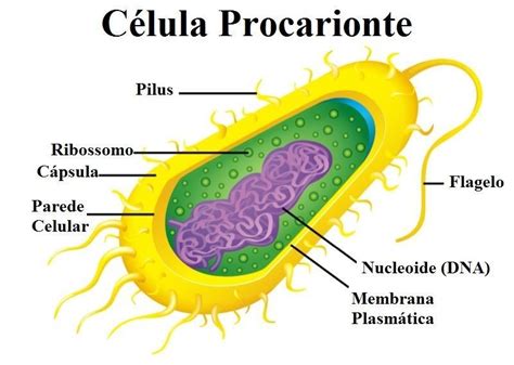 Organismos Procariontes Y Eucariontes - chefli