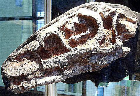 PIctures and Profiles of Prosauropod Dinosaurs