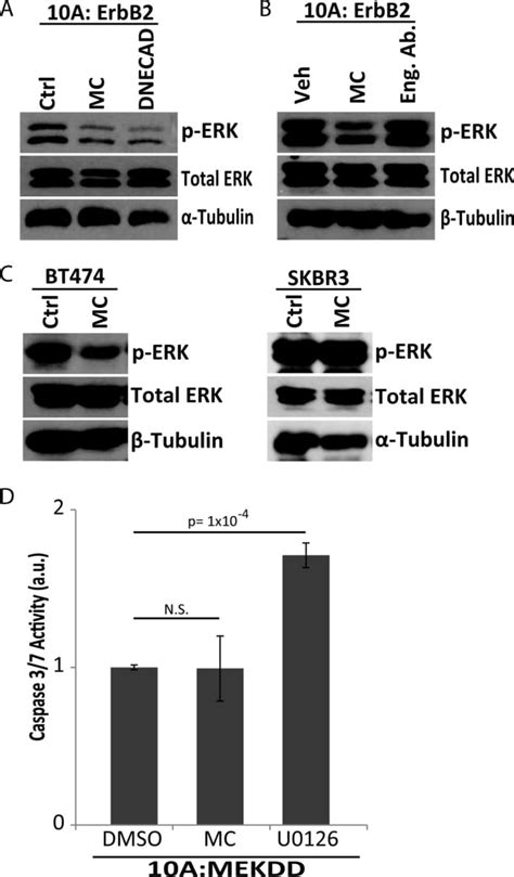 Phospho-ERK1/ERK2 (Thr202, Tyr204) Antibody (36-8800)