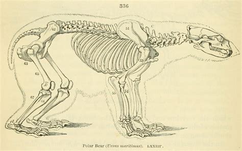 Plantigrade vs. Digitigrade Carnivores - the Polar... - Biomedical Ephemera, or: A Frog for Your ...