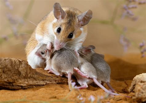 Rodent Regeneration: ‘Unique’ Spiny Mouse Genome Offers Potential Scientific Roadmap to ...