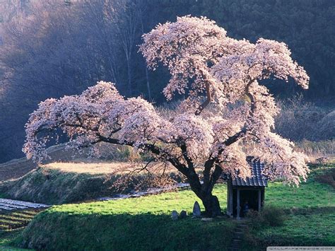 Japan Scenery Wallpapers - Top Free Japan Scenery Backgrounds ...