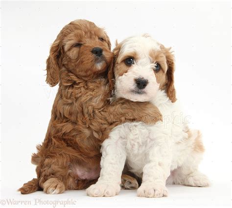 Dogs: Cute Cavapoo puppies hugging photo WP39610