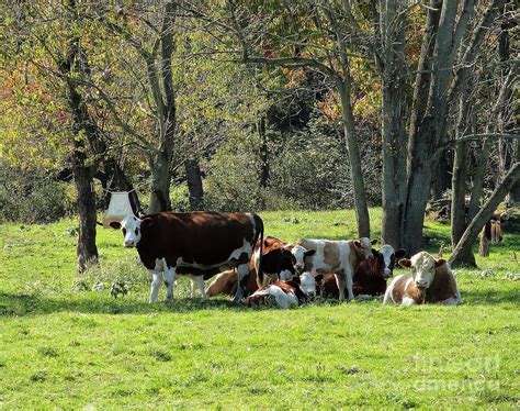 Cow Family Photograph by Elizabeth Hernandez - Pixels