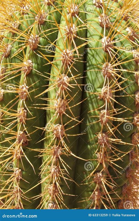 Many cactus needles stock image. Image of desert, botany - 63313259