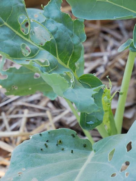 caterpillar damage – Travis County Master Gardeners Association