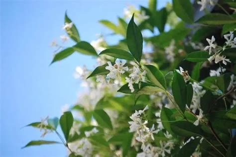 9 types of jasmine - DIY Gardens