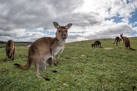 Where the wild things are: why you must visit Kangaroo Island where ...