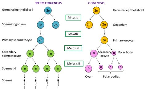 4.9.1 Gamete Formation (Structured Question 1 & 2) - SPM Biology