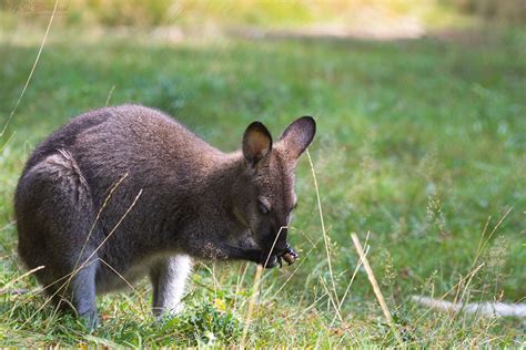 Red-necked wallaby | A picture of a red-necked wallaby | Cloudtail the Snow Leopard | Flickr