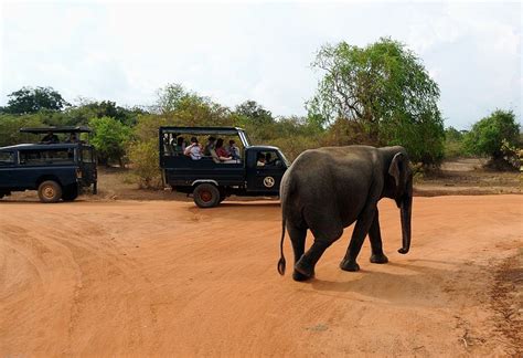 Nature and Wildlife at Yala | The Luxury Travel Channel
