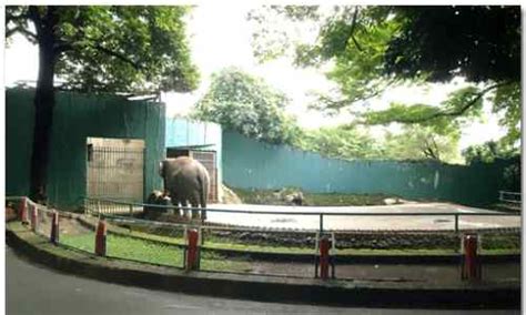 Manila Zoo Entrance Fee, Animals, Schedule, Latest Updates, Location Map, Contacts and Official ...