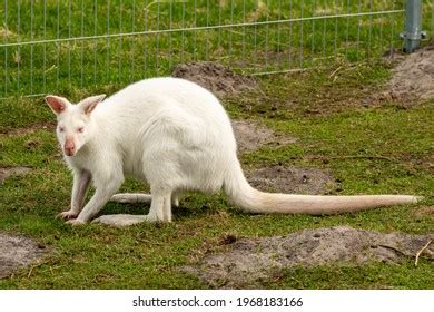 Extremely Rare Albino White Kangaroo Close Stock Photo 1968183166 ...